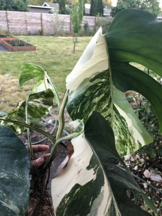 RARE WHITE VARIEGATED MONSTERA DELICIOSA BORSIGIANA TYPE FULLY ROOTED 8