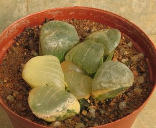 Haworthia Springbokvlakensis Variegated - Very Rare Seed Grown Plant -