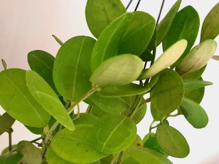 1 pot,  20 - 22 inches rooted plant of Hoya elliptica round leaves RARE 2