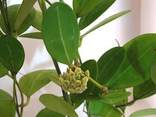 1 pot,  20 - 22 inches rooted plant of Hoya elliptica round leaves RARE 3