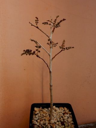 Boswellia Socotrana - Succulent - Caudex - Rare - Socotra - Seedling