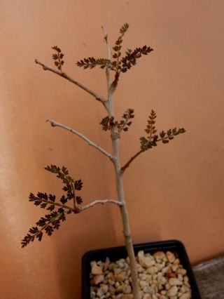 Boswellia socotrana - Succulent - Caudex - Rare - Socotra - Seedling 2