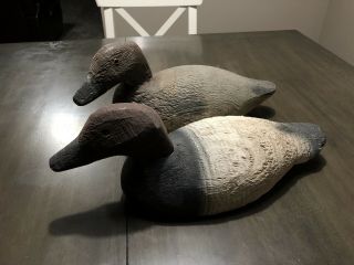 Animal Trap Co Factory Canvasback Decoys Vintage Duck Decoys Glass Eyes Wood