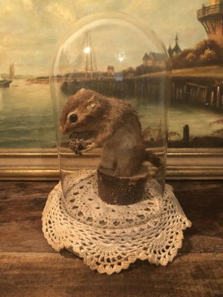 Taxidermy Victorian Style Chipmunk Glass Dome Oddities Antique Vintage Animal