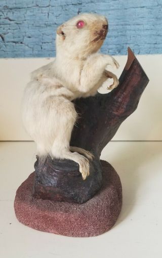 Vintage Taxidermied Albino Squirrel