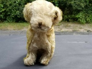 Antique Mohair Swivel Head Puppy Dog Two Toned Steiff Chiltern Bing 11 " German
