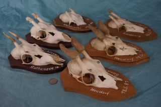 Set Of 6 Vintage Roe Deer Velvet Antlers On Wooden Trophy - Plaques Wallmounts