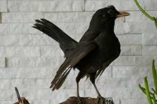 Old Lovely Vintage European Blackbird Taxidermy Collectors Papers Ab.  1970