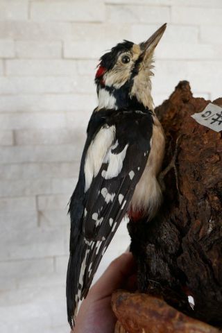 Old Lovely Vintage Woodpecker Taxidermy Collectors About 1970