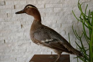 Old Lovely Vintage Garganey Duck Taxidermy Collectors About 1970