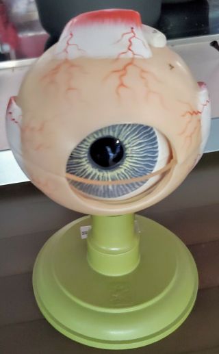 Vintage Somso Plastic Opthalmologist Office Anatomical Human Eye Model Germany