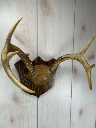 Whitetail Deer Antler 7 Point On Vintage Mount Wood Plaque Taxidermy Cabin Decor