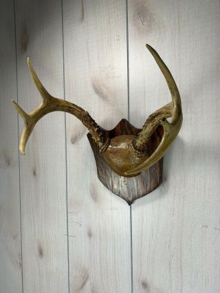 Whitetail Deer Antler 7 Point On Vintage Mount Wood Plaque Taxidermy Cabin Decor 2