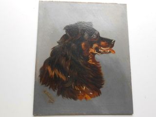Antique Vintage Dog Portrait Painting Oil On Board Signed C Fresidder 1896