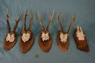 5 Vintage Roe Deer Antlers On Blackforest Trophy - Plaques Wallmounts (1950s/60s)