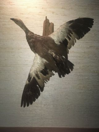 Vintage Wall Mount Real Taxidermy Goose,  Man Cave,  Flying,  Bird,  Hunting