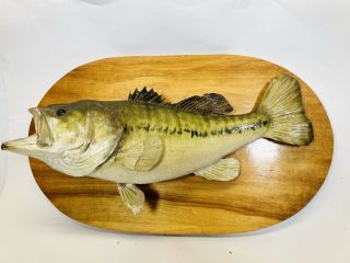 Vintage 1960s Real Skin Mount 18” Inch Large Mouth Bass Fish Taxidermy Story