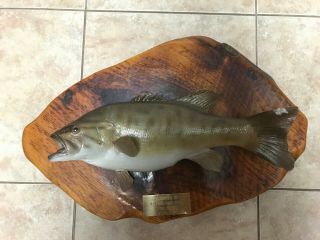 Vintage Small Mouth Bass Taxidermy Fish Mount