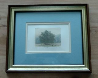 Vintage David Curles Etching " The Oak " Signed Numbered Framed