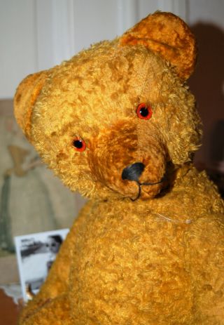 Handsome Goldblond German Sonneberg Teddy Bear 24 " Tall - W.  Growler - 1930 