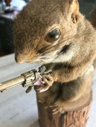 Vintage Character Taxidermy Squirrel On A Log With A Cracker Jack Gun