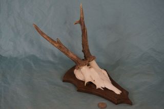 Very Strong Vintage Roe Deer Antlers On A Stained Wooden Wallmount