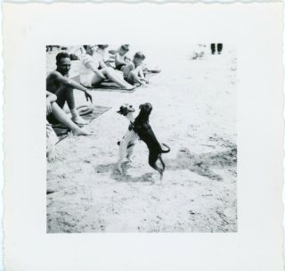 Vintage Photo Snapshot - 2 Dogs On The Beach - Playing Or Being Territorial