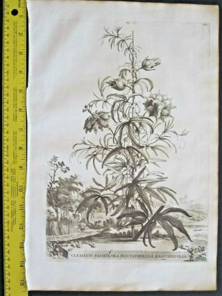 Rare,  Lg.  1696 Eng.  Munting,  Aardgewassen,  Clematis Passiflora Pentaphyllea Angustifo