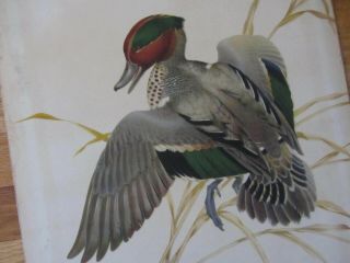 Vintage Color Tinted Lithograph Green Winged Teal Puddle Duck Signed Lg 15x20