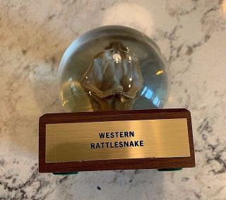 Vintage Western Rattlesnake Taxidermy Head Crystal Vu Ball Display Nature Gems