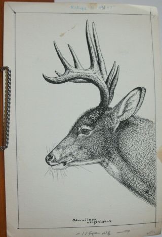 Vintage Leon Pray Signed Ink Drawing Whitetail Deer Large 8 X 11