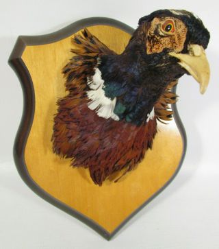 Vintage Mounted On Plaque Pheasant Head Real Stuffed Taxidermy