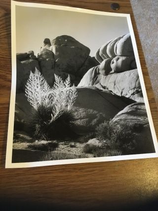 Vintage Nature Photo: Boulders,  Possibly Topanga Canyon Area,  8x10,  Circa 1980