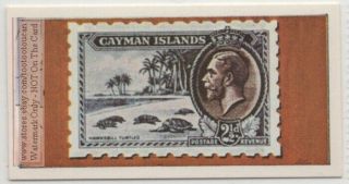 Hawksbill Turtles On 1935 Cayman Islands Postage Stamp Africa Vintage Trade Card
