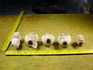 5 x excavated vintage victorian painted bisque doll Head Hertwig age 1890 13248 2