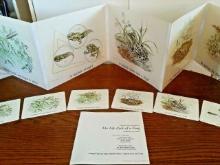Jane Moncure The Life Cycle Of A Frog Rare Vintage