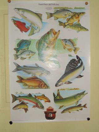 Vintage Smokey The Bear Poster U.  S.  Forest Service Educational Fish