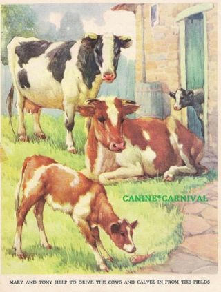 Cow Calf Cattle Bovine 1930 