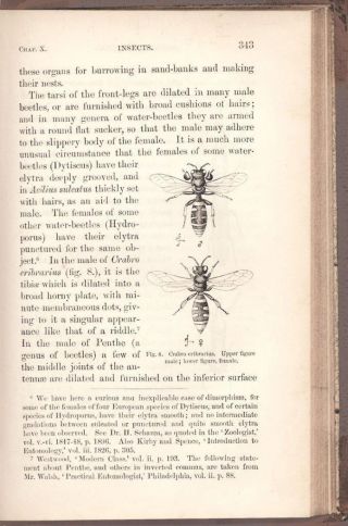 The Descent of Man Charles Darwin (Origin of Species) Evolution 1st Ed 1871 10