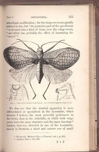 The Descent of Man Charles Darwin (Origin of Species) Evolution 1st Ed 1871 9