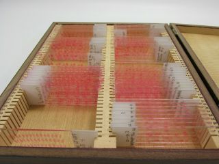 55 Vintage Microscope Slides in Wooden Case H2 H1 Het WNT MT E12 WT ISO 5