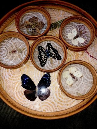 Vintage Real Butterfly Butterflies Bamboo Wicker Tray And 5 Coasters