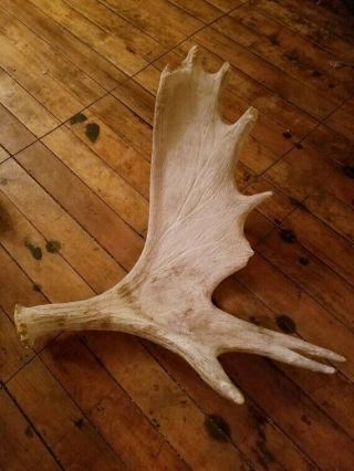 Vintage Large Bull Moose Antler Shed White Mountains,  Great North Woods Nh Usa