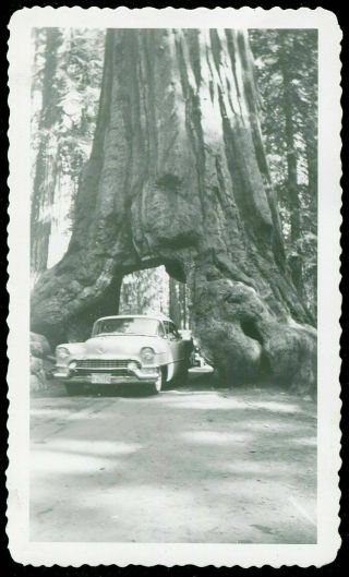 Vintage Car Photo 1955 Cadillac In Giant Tree Yosemite 977061