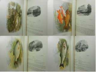 BRITISH FRESH - WATER FISHES BY WILLIAM HOUGHTON 1879 First Edition In Two Volumes 11