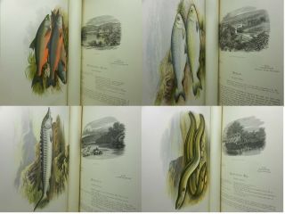 BRITISH FRESH - WATER FISHES BY WILLIAM HOUGHTON 1879 First Edition In Two Volumes 12