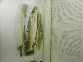 BRITISH FRESH - WATER FISHES BY WILLIAM HOUGHTON 1879 First Edition In Two Volumes 8