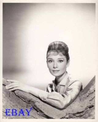 Audrey Hepburn Leans On Tree Limb Vintage Photo