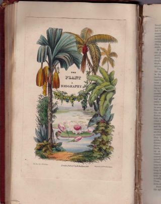 A History Of The Vegetable Kingdom With 40 Engravings On Steel.  1st Edn.  1865