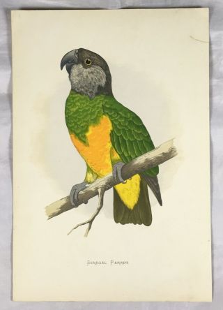 Senegal Parrot,  Parrots In Captivity 1884,  Greene,  Colour Plate,  Print